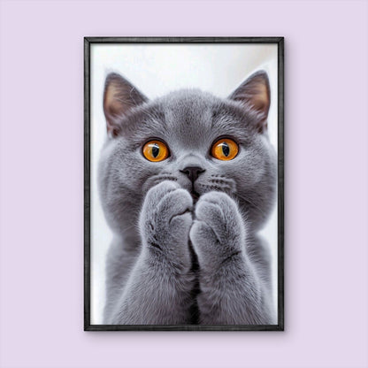 Britisch Kurzhaar Katze