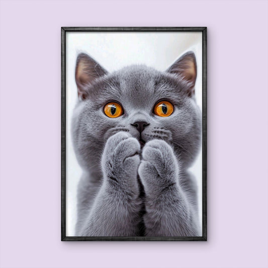 Britisch Kurzhaar Katze